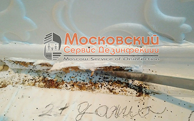 уничтожение клопов в Коломне