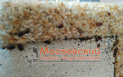 клопы в диване Коломна