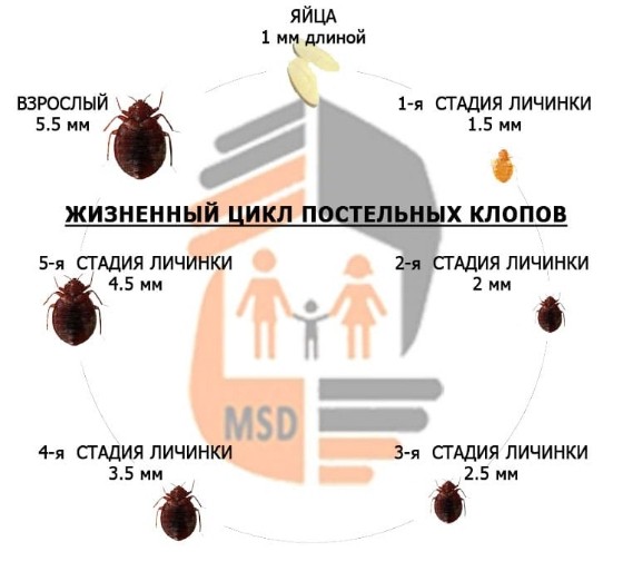 дезинфекция клопов в Коломне